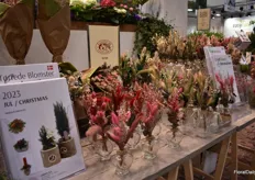 Several growers were exhibiting their products at tables at the Floradania booth.